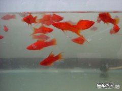 红箭鱼生小鱼前兆 红箭鱼饲养技术方法有哪些