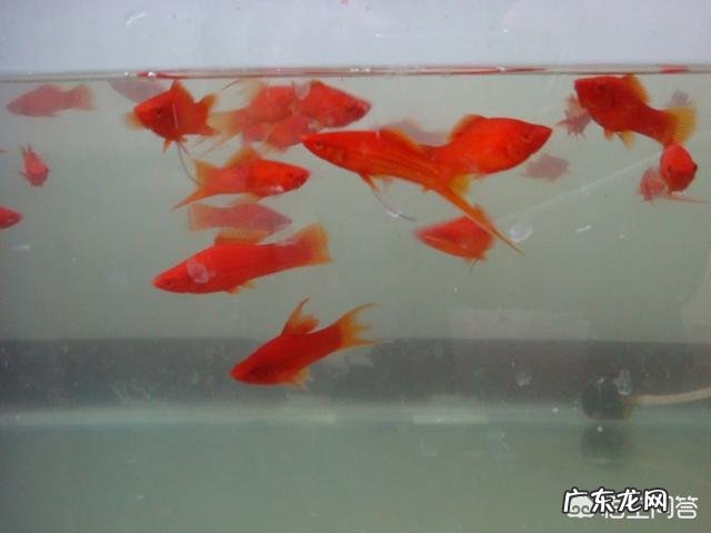 红箭鱼生小鱼前兆 红箭鱼饲养技术方法有哪些