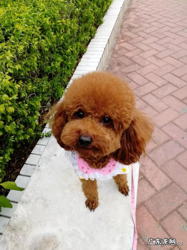 疯狂的小狗狗粮怎么样 很多人觉得狗只要吃狗粮就可以，吃的越杂越不好，又有人说狗吃五谷杂粮好