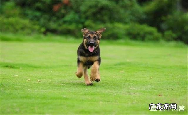 女生养狗养公养母 养狗为什么要养公的