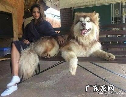 护主人的大型犬 大型犬会因为主人打不过自己而小看主人吗