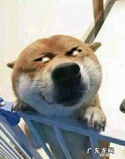 为什么狗狗喜欢歪着头看我 狗狗为什么会歪头看你