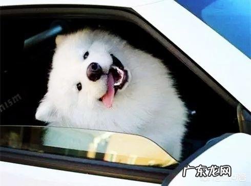 为什么狗狗喜欢歪着头看我 狗狗为什么会歪头看你