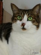 家养猫咪多久驱虫一次 猫咪需要定期驱虫吗