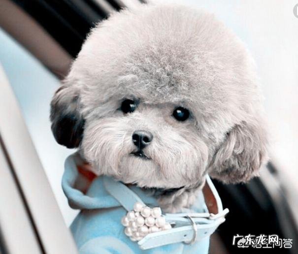 狗狗粘人程度排名 什么品种的泰迪性格比较温顺