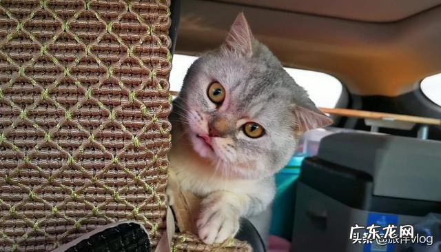 养狗的人怎么出去旅游 如何带着宠物旅行