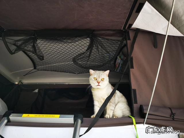 养狗的人怎么出去旅游 如何带着宠物旅行