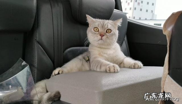 养狗的人怎么出去旅游 如何带着宠物旅行