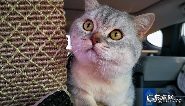 养狗的人怎么出去旅游 如何带着宠物旅行