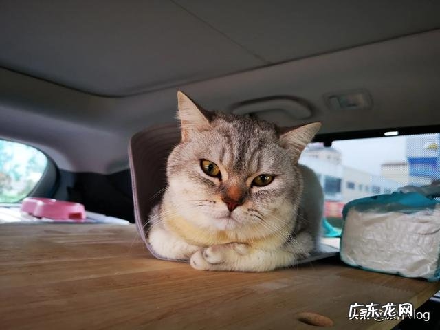 养狗的人怎么出去旅游 如何带着宠物旅行