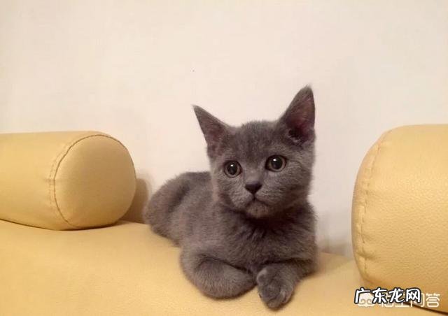 小猫眼泪汪汪的怎么回事 小猫哭了怎么办