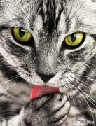 逗猫棒会让猫变暴力吗 为什么猫的反应速度比人快，但是逗猫的时候看不出来