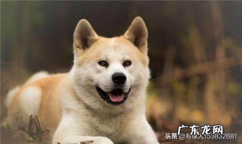 属狗的脾气怎么样有什么特点 属狗的人都有什么特性