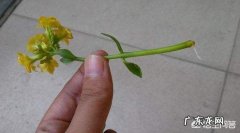 长寿花用水生根还是插土里 长寿花可以水插养吗