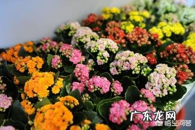 长寿花用水生根还是插土里 长寿花可以水插养吗