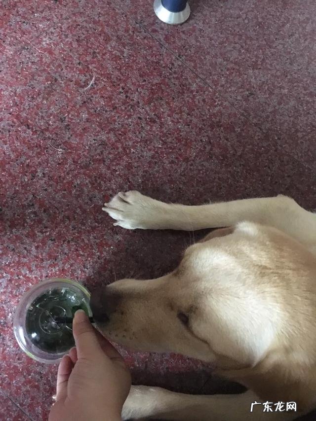 怎么训练狗狗叼东西给主人 主人不能给狗狗吃哪些食物