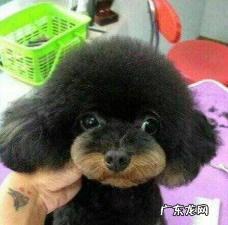 正宗黄马犬 母马犬黄色，公马犬红色，它俩配生的小狗什么颜色