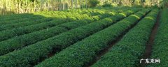 黄山毛峰是绿茶吗,黄山毛峰是白茶吗是绿茶吗