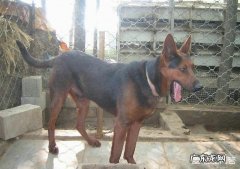 莱州红犬容易咬人吗 莱州红犬的战斗力怎么样