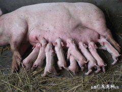 母猪用不用喂食盐 平时能给母猪吃盐吗