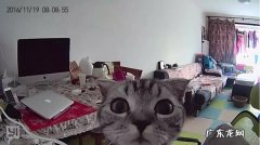 超级搞笑猫咪图片 都说猫咪高冷优雅，你养过逗比的猫咪吗