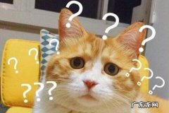 wtf什么意思