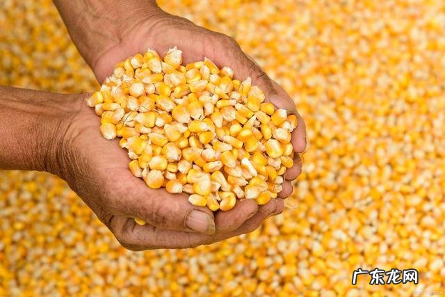 近期玉米多少钱一斤？