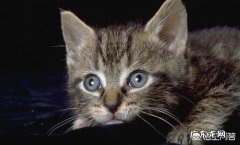 狐狸真的有灵性吗 宠物猫真的有灵性吗