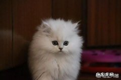 猫为啥挠人 想养一只猫，颜值高，脾气好不挠人的那种，我该养哪种呢