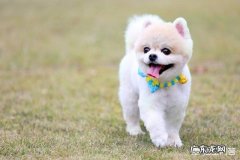 狗和狗能互相听懂话吗 请问狗狗能听懂人话吗
