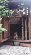 中华田园犬与土狗区别 中华田园犬“土狗”，长大了是什么样子