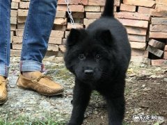 目前活着的最长寿的人 你见过最长寿的狗狗活了多少岁