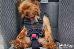 怎么把大型犬带回老家 自己没有车，怎么能把狗狗带回老家