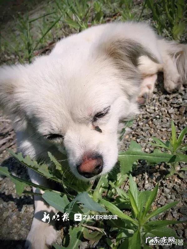 流浪狗救助站 遇到可怜的流浪狗到底该不该收养
