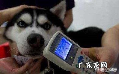 狗狗走失如何找回窍门 哈尔滨走失狗狗怎么样能找回来