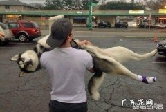 狗狗老让抱着 抱狗狗的时候，为什么它不敢动