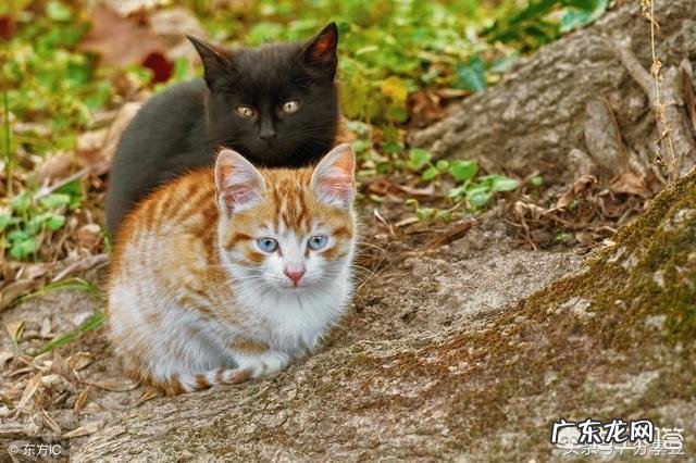 流浪猫为什么要跟着人 流浪猫一直在家门口叫，一出门就跟着，怎么办