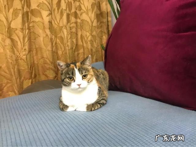 养猫其实是猫选择主人 为什么说宠物猫一旦被抛弃就和死没有区别