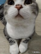 养猫其实是猫选择主人 为什么说宠物猫一旦被抛弃就和死没有区别