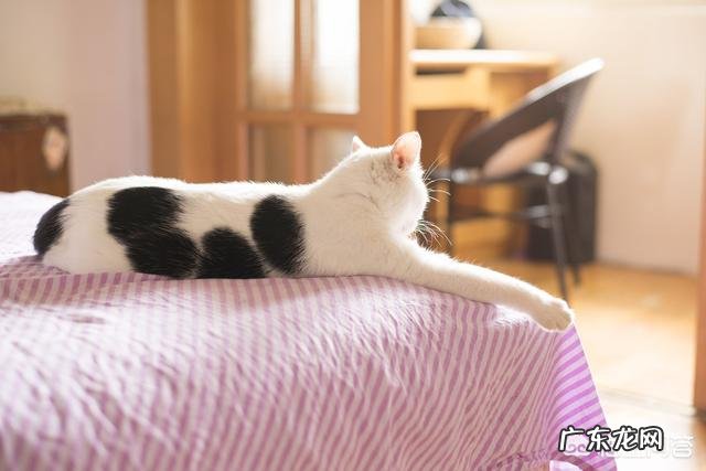养猫其实是猫选择主人 养猫会很不卫生么