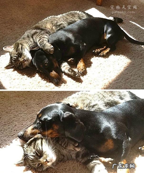 猫咪晒不到太阳怎么办 猫会喜欢晒太阳吗