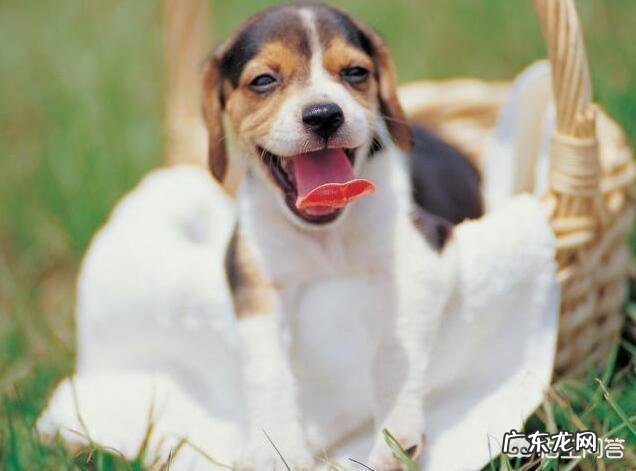 男生会随便说喜欢你吗 狗狗很喜欢你的时候，都会做一些什么事情