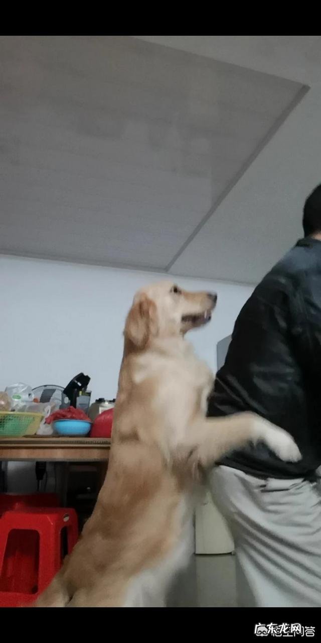 男生会随便说喜欢你吗 狗狗很喜欢你的时候，都会做一些什么事情