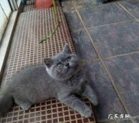 纯种英国蓝猫价格 如何区分纯种蓝猫和蓝猫串