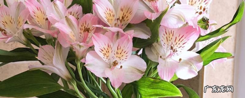 鲜花可以保存多长时间,鲜花可以保存多长时间过期