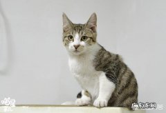 猫真的爱主人吗 猫咪真的可以明白主人的意图吗