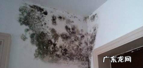 房子霉味太重怎么办