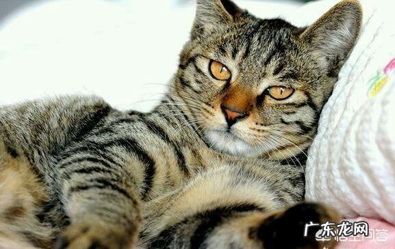 田园猫和狸花猫的区别 同样是田园猫,为什么有人认为狸花猫比其他田园猫能打呢