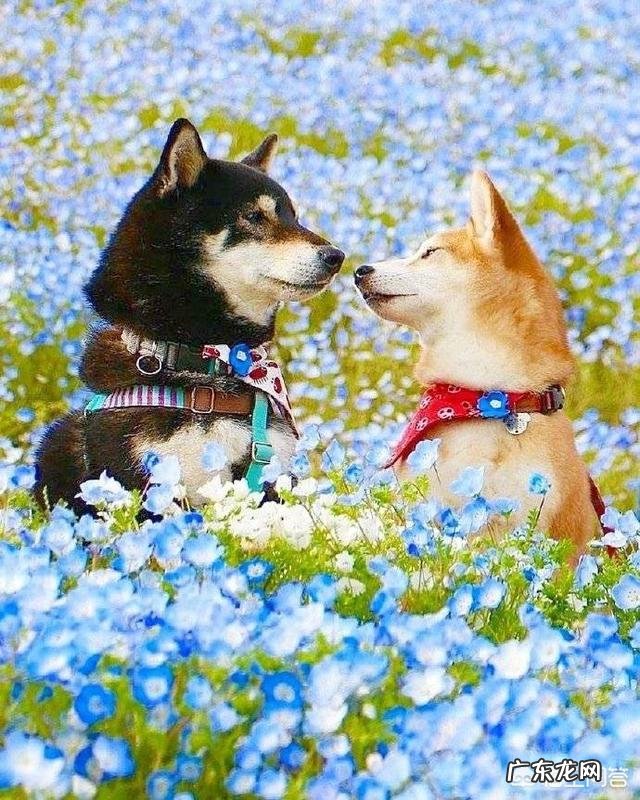 想念你图片 如何知道狗狗在想念你