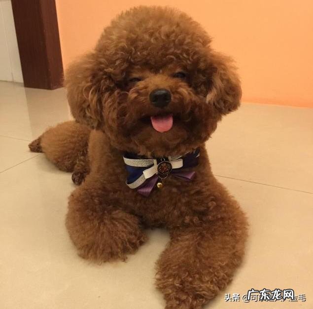 泰迪宠物狗多少钱一只 养了两只泰迪,每次去宠物店都只能剪千篇一律的样子,还有其它很萌的造型推荐吗